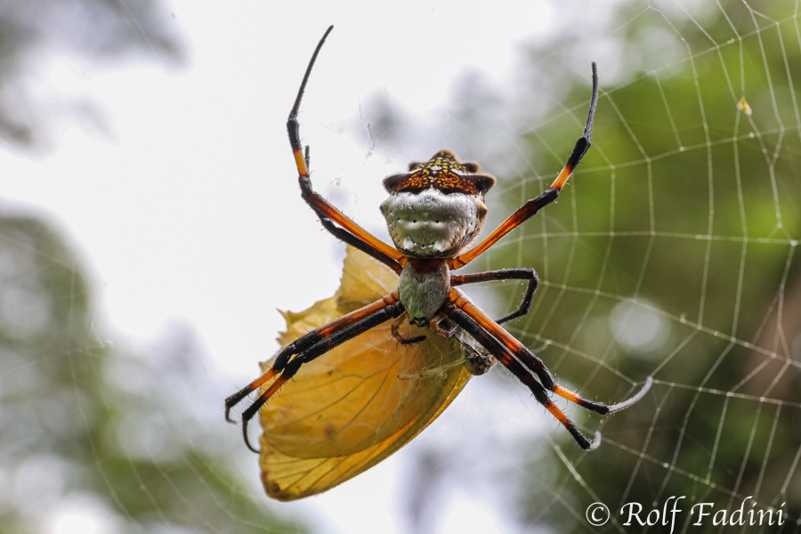 Argiope submaronica 02 - mit gefangenem Schmetterling (Costa Rica)