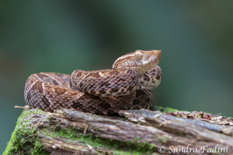 Terciopelo-Lanzenotter (Bothrops asper) 02 - Costa Rica
