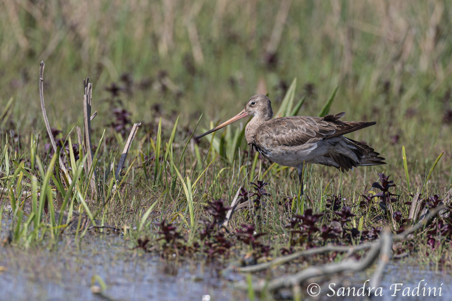 Uferschnepfe (Limosa limosa) 01 - Rumänien