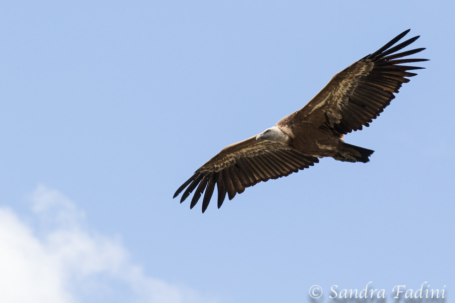 Gänsegeier (Gyps fulvus) 05 - Spanien