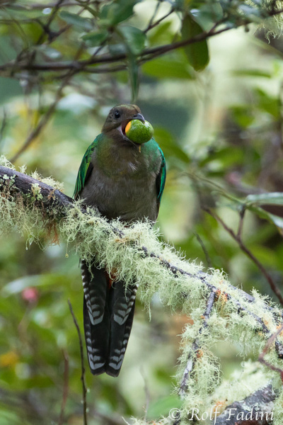 Quetzal (Pharomachrus mocinno) 01 - Weibchen mit wilder Avocado (Costa Rica)