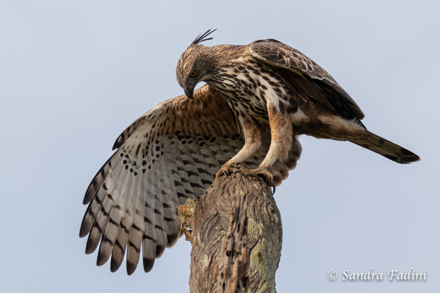 Haubenadler (Spizaetus cirrhatus) 02 - Sri Lanka