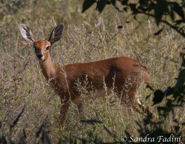 Steinböckchen (Raphicerus campestris) 01 - Böckchen (Namibia)
