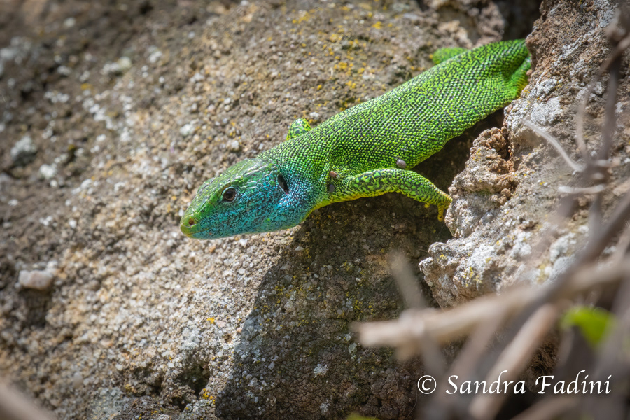 Westliche Smaragdeidechse (Lacerta bilineata) 02