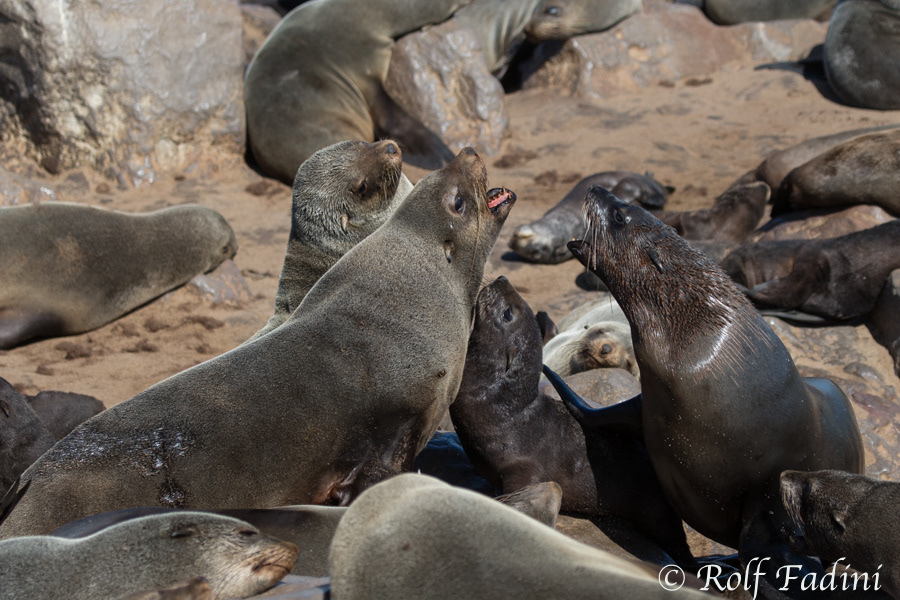 Südafrikanischer Seebär (Arctocephalus pusillus) 13 - Revierkampf (Namibia)