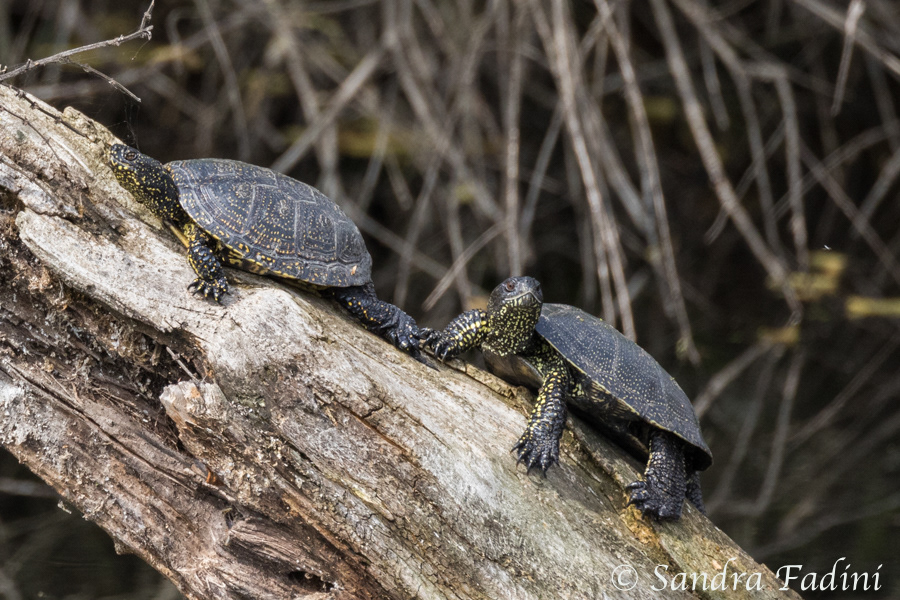 Europäische Sumpfschildkröte (Emys orbicularis) 03 - Rumänien