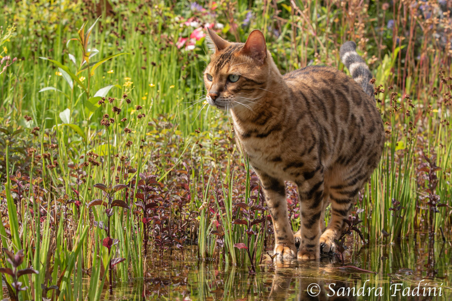 Bengal Katze 21 - Kater