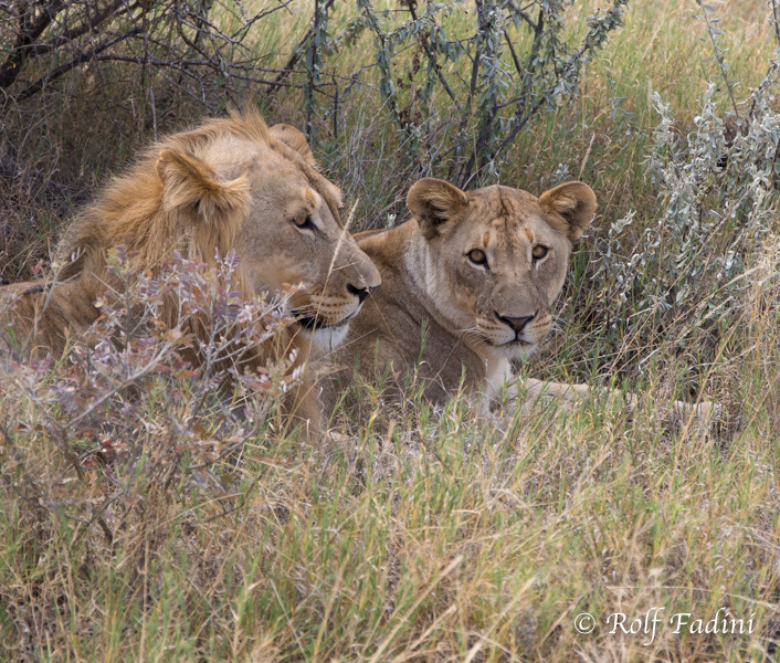 Löwe (Panthera leo) 20 - Namibia