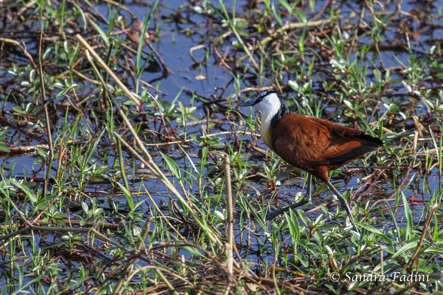 Blaustirn- Blatthühnchen (Actophilornis africanus) 01 - Botswana