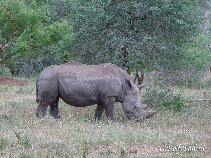 Breitmaulnashorn (Ceratotherium simum) 04 - Südafrika
