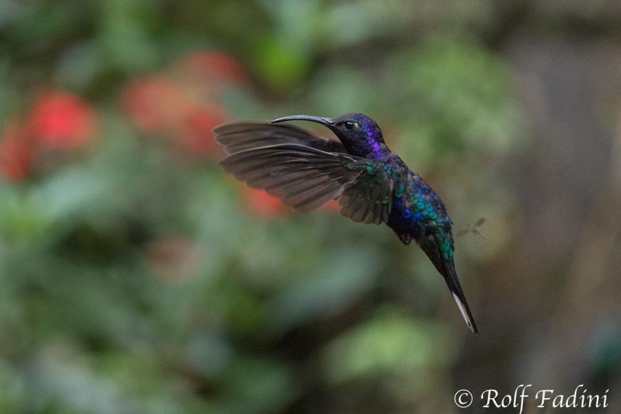 Violettdegenflügel (Campylopterus hemileucurus) 06 - Costa Rica