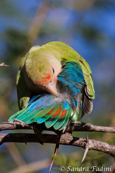 Rosenköpfchen (Agapornis roseicollis) 02 - Weibchen (Namibia)