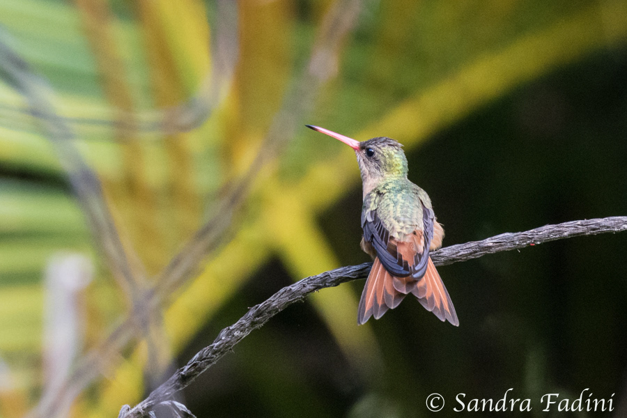 Zimtbauchamazilie (Amazilia rutila) 02 - Costa Rica