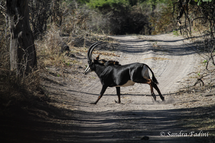 Rappenantilope (Hippotragus niger) 01 - Namibia