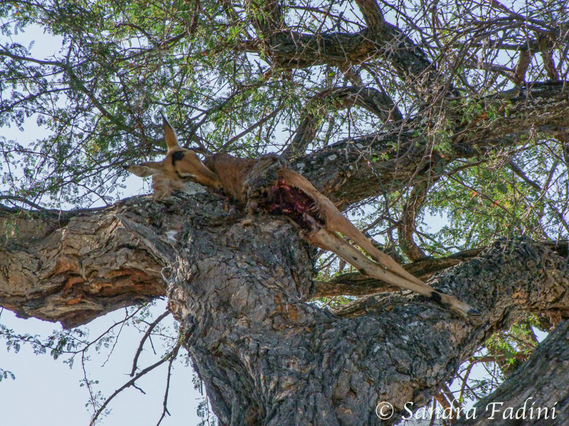 Leoparden Futter 01 - Botswana