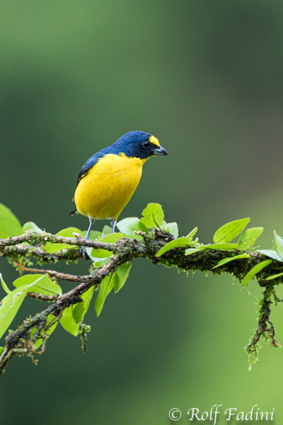 Schwalbenorganist (Euphonia hirundinacea) 02 - Männchen (Costa Rica)