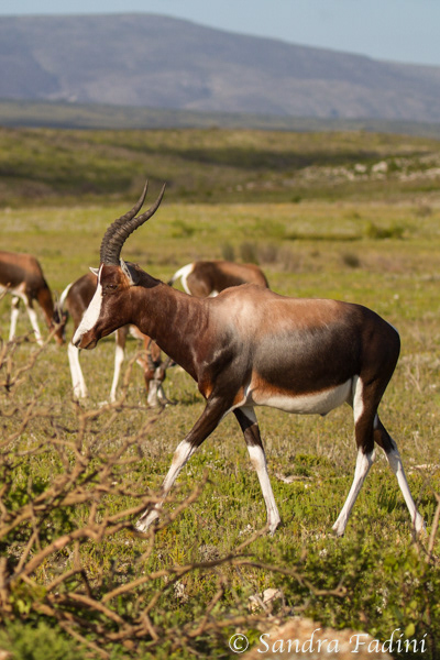 Buntbock (Damaliscus pygargus) 02 - Südafrika