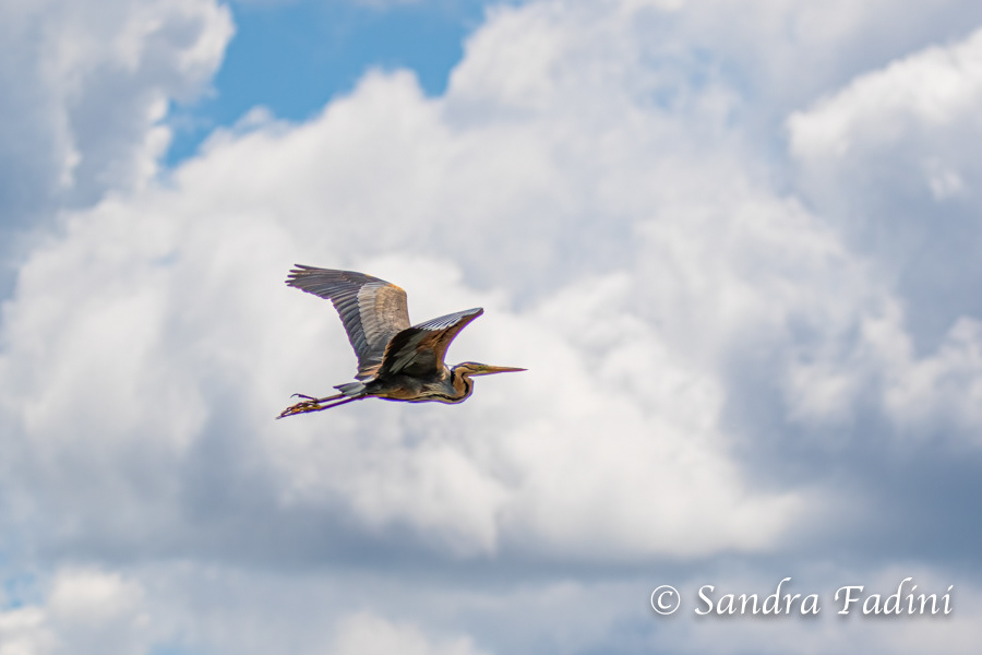 Purpurreiher (Ardea purpurea) 05