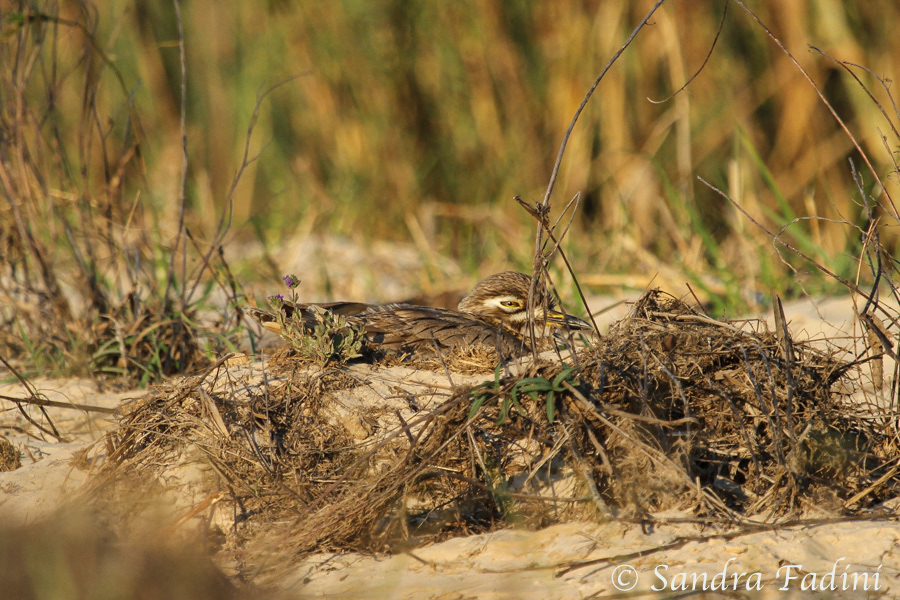 Wassertriel (Burhinus vermiculatus) 03 - Altvogel im Nest (Botswana)