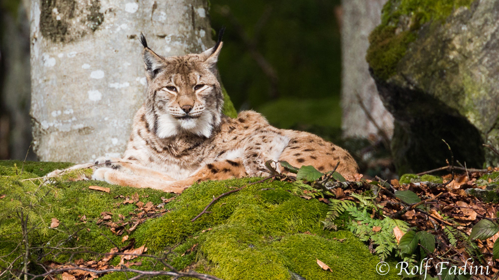 Eurasischer Luchs (Lynx lynx) 20 - captive