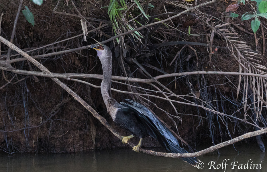 Amerikanische Schlangenhalsvogel (Anhinga anhinga) 13 - mit Fisch (Costa Rica)