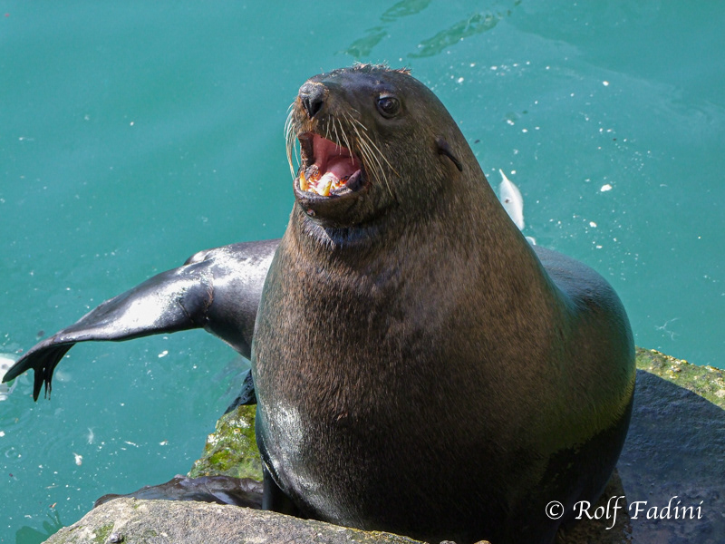 Südafrikanischer Seebär (Arctocephalus pusillus) 20 - Südafrika
