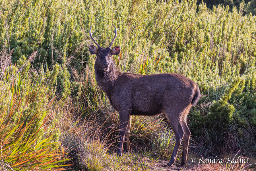 Sambarhirsch (Cervus unicolor) 01 - Sri Lanka