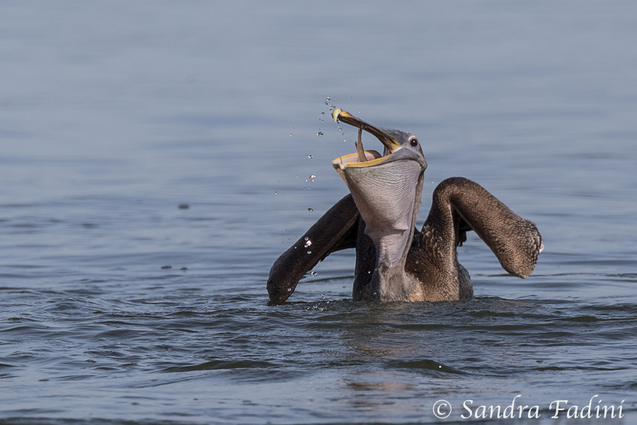 Braunpelikan (Pelecanus occidentalis) 08 - beim Fressen (Costa Rica)