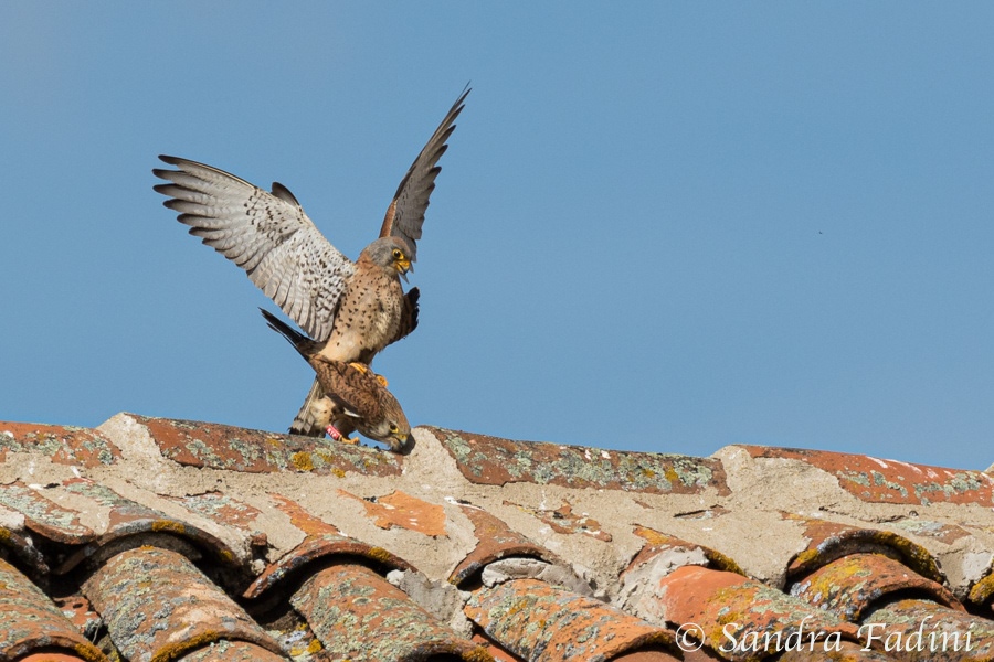 Rötelfalke (Falco naumanni) 03 - Paarung (Spanien)