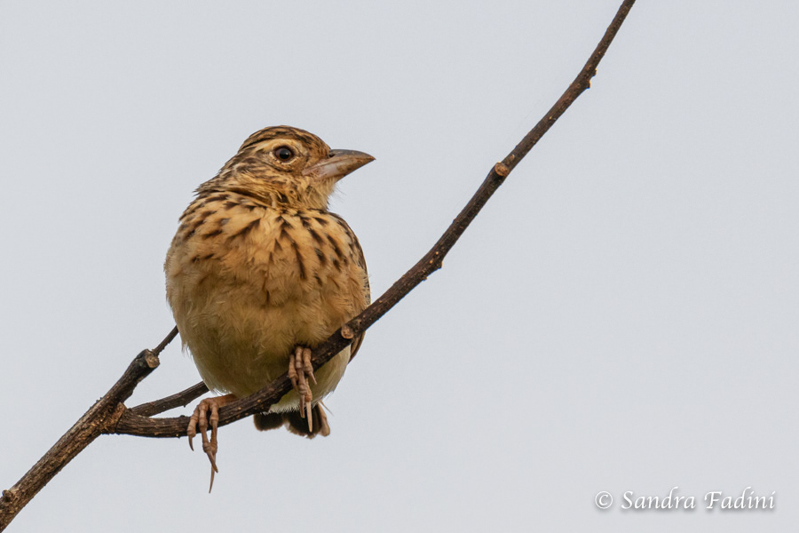 Manyarweber (Ploceus manyar) 01 - Weibchen (Sri Lanka)