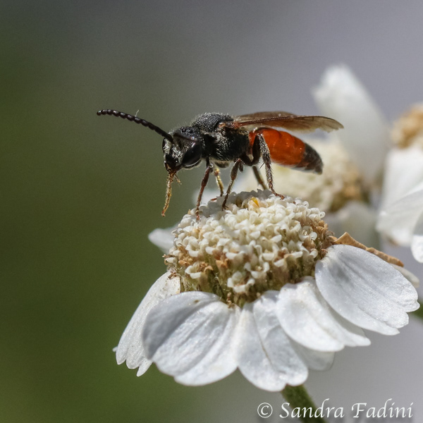 Blutbiene (Sphecodes pellucidus) 01 - auf Sumpf-Schafgarbe (Achillea ptarmica)