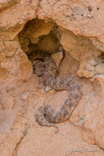 Wüsten-Hornviper (Cerastes cerastes) 01 - Namibia