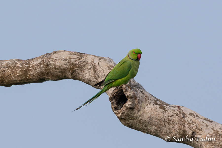 Halsbandsittich (Psittacula krameri) 01 - Sri Lanka