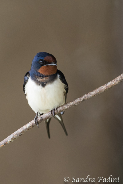 Rauchschwalbe (Hirundo rustica) 01 - Rumänien