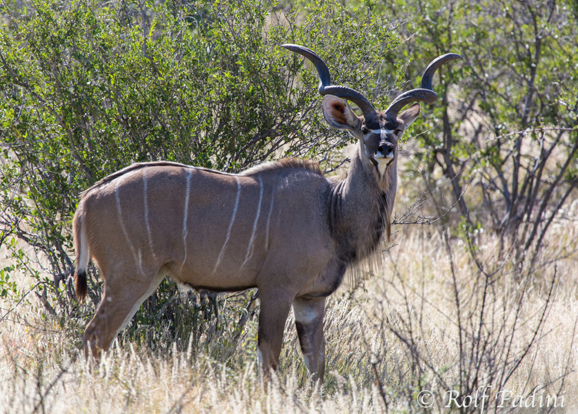 Großkudu (Tragelaphus Strepsiceros) 03 - Bock (Namibia)