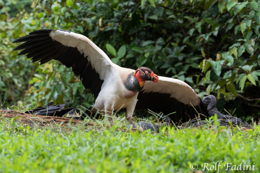 Königsgeier (Sarcoramphus papa) 13 - Costa Rica