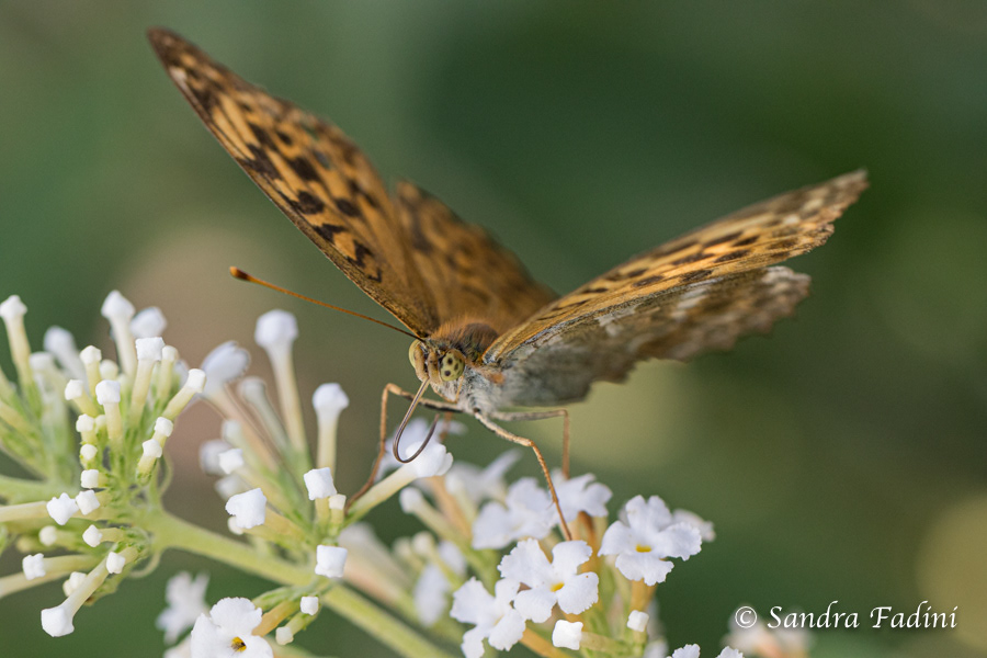 Kaisermantel (Argynnis paphia) 01