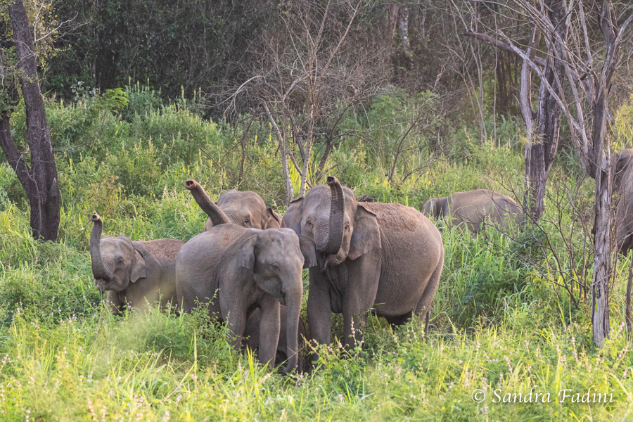 Asiatischer Elefant (Elephas maximus) - Sri Lanka