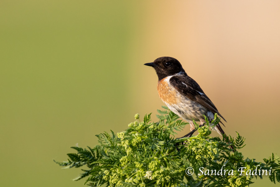 Schwarzkehlchen (Saxicola rubicola) 02 - Österreich