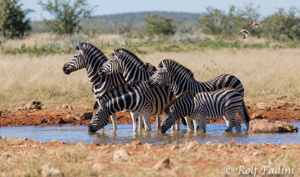 Steppenzebra (Equus quagga) 03 - Namibia