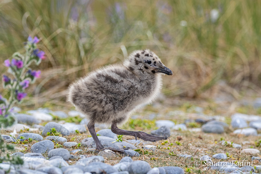 Heringsmöwe (Larus fuscus) 02 - Küken
