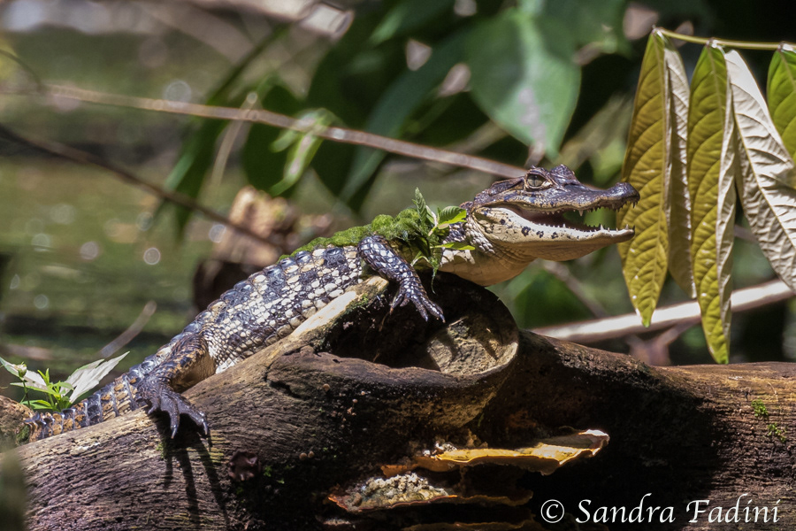 Krokodilkaiman (Caiman crocodilus) 01 - Costa Rica