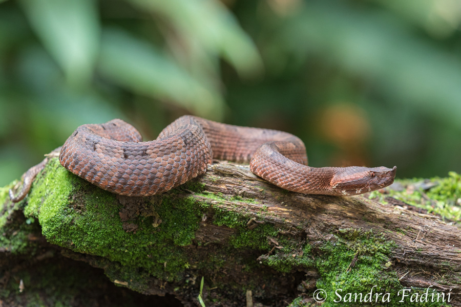 Stülpnasen-Lanzenotter (Porthidium nasutum) 01 - Costa Rica