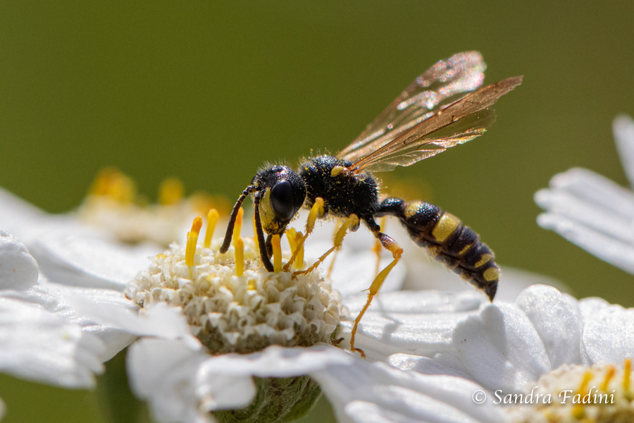 Sandknotenwespe (Cerceris arenaria) 01