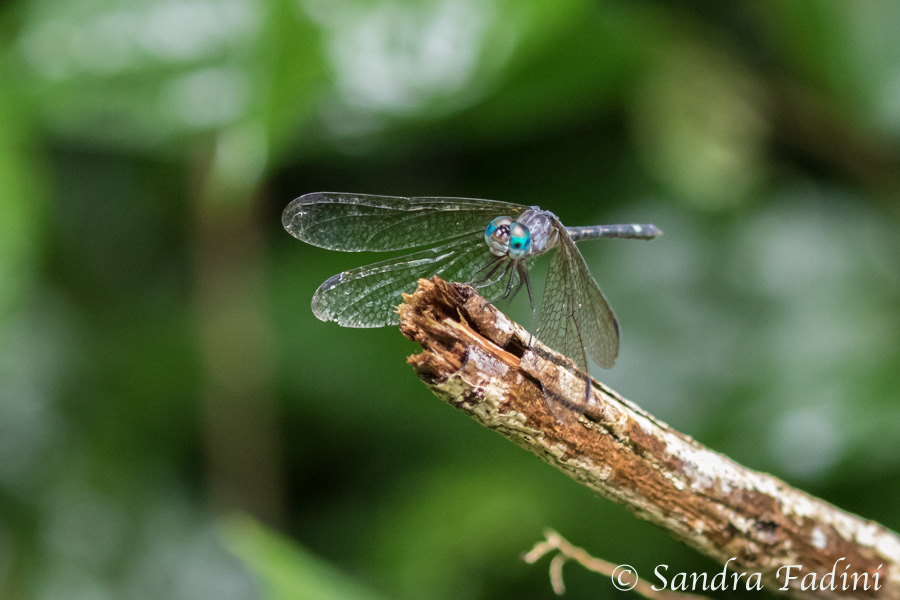 Micrathyria aequalis 01 - Costa Rica
