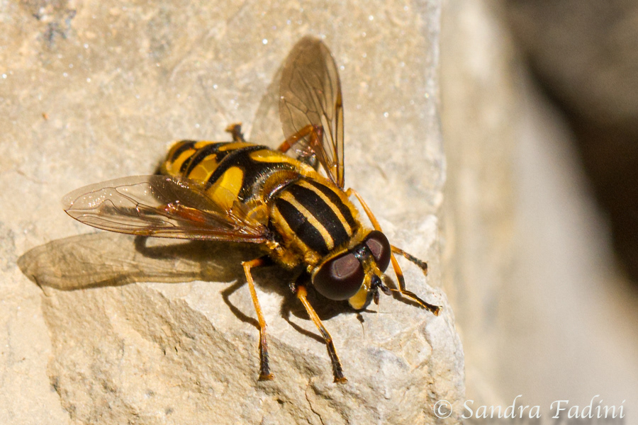 Dunkle Teichrandschwebfliege (Parhelophilus versicolor) 01