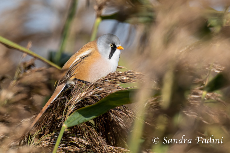 Bartmeise (Panurus biarmicus) 02 - Männchen