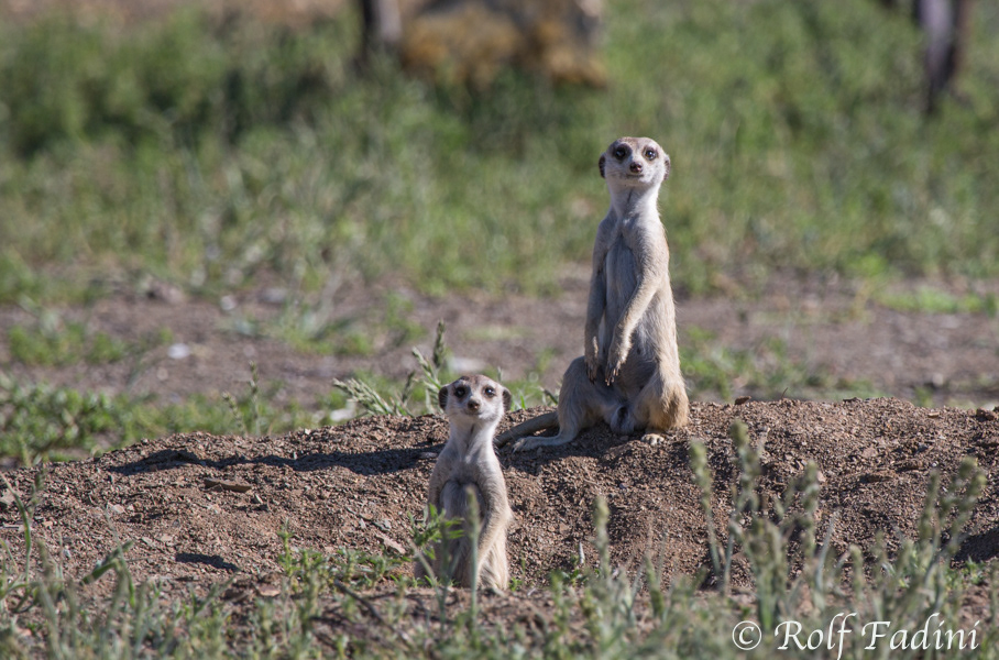 Erdmännchen (Suricata suricatta) 04 - Namibia