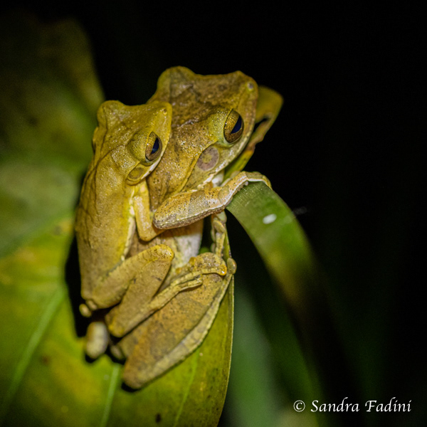 Weißbart-Ruderfrosch (Polypedates leucomystax) 06 - Pärchen (Sri Lanka)