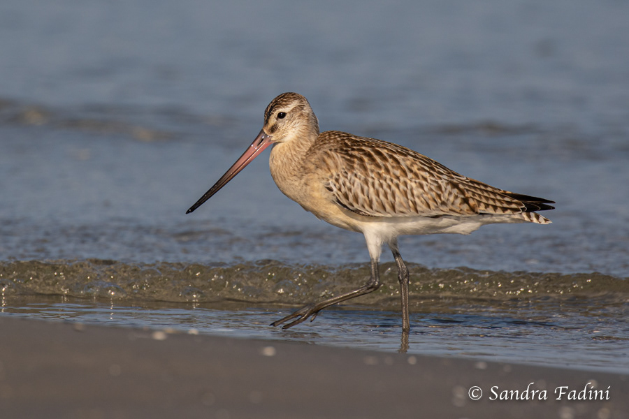 Pfuhlschnepfe (Limosa lapponica) 01